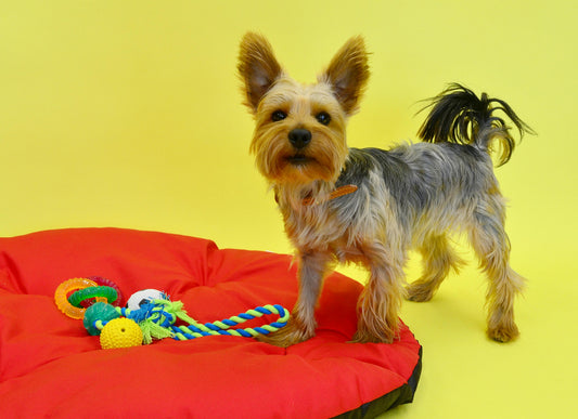The Hidden Reason Your Pet Seems Bored — And How the Right Toys Change Everything