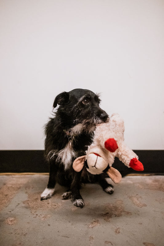 How Often Should You Replace Your Pet’s Toys, Bed, and Accessories?