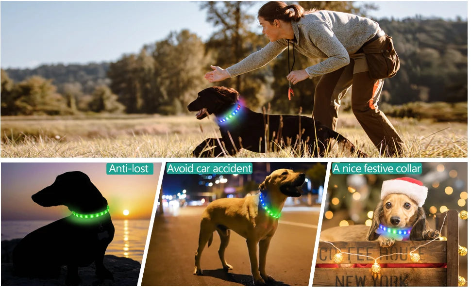 LED Luminous Dog Collar – USB Rechargeable & Waterproof