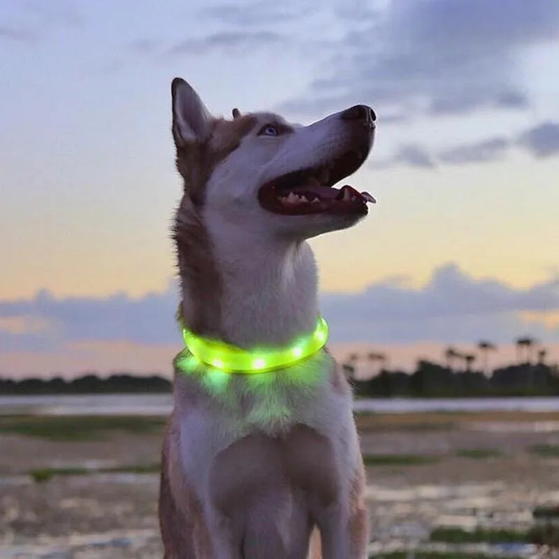 LED Luminous Dog Collar – USB Rechargeable & Waterproof